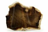 Polished Petrified Wood (Cypress) Section - Saddle Mountain, WA #371218-1